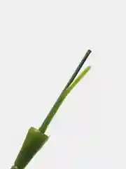 Стебель с листьями под цветы, мыльных роз