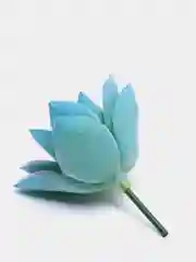 Лавандовый суккуленты