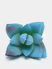 Лавандовый суккуленты