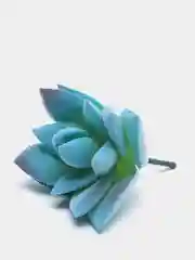Лавандовый суккуленты