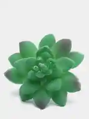 Суккуленты