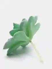 Суккуленты