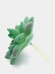 Суккуленты