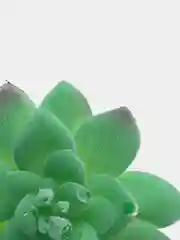 Суккуленты