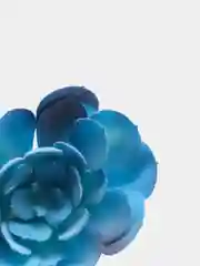 Коралловый суккуленты