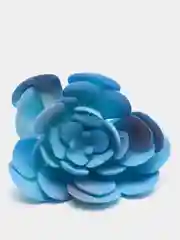 Коралловый суккуленты