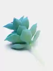 Коралловый меланж суккуленты