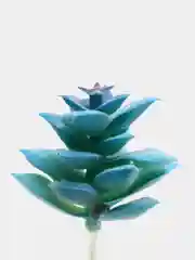 Коралловый меланж суккуленты