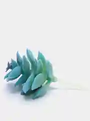 Коралловый меланж суккуленты