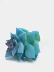 Коралловый меланж суккуленты