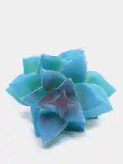Коралловый меланж суккуленты