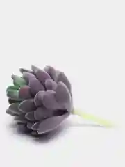 Индиго суккуленты