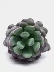 Индиго суккуленты