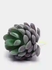 Индиго суккуленты