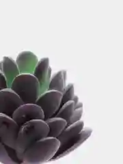Индиго суккуленты