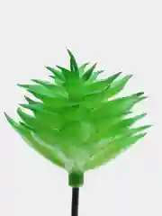 Кремовый суккуленты