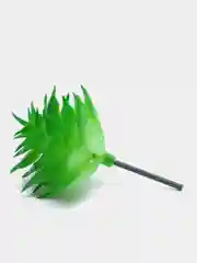 Кремовый суккуленты