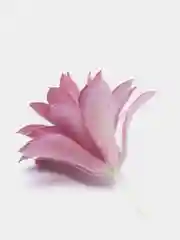 Золотистый хаки суккуленты