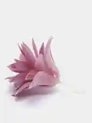 Золотистый хаки суккуленты
