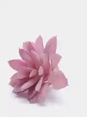 Золотистый хаки суккуленты