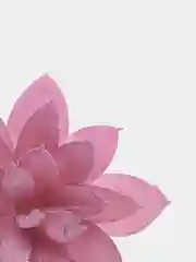 Золотистый хаки суккуленты