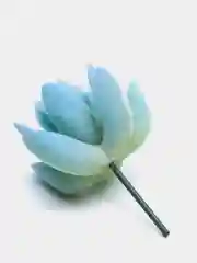 Ледяной суккуленты