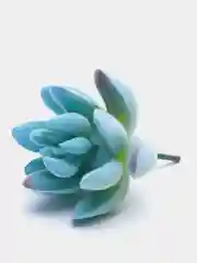 Ледяной суккуленты