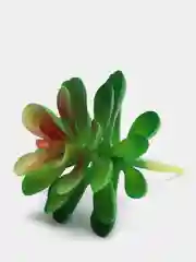 Красный суккуленты