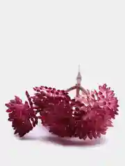 Карамельный суккуленты