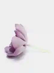 Золотой суккуленты