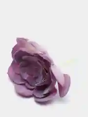 Золотой суккуленты