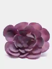 Золотой суккуленты