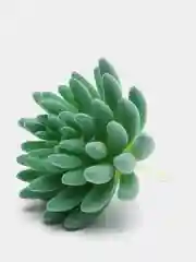 Лесной зеленый суккуленты