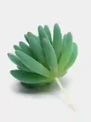 Лесной зеленый суккуленты