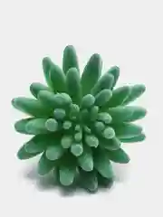 Лесной зеленый суккуленты