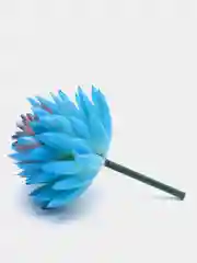 Лазурный суккуленты