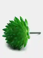 Зелёный хаки суккуленты