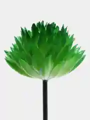 Зелёный хаки суккуленты