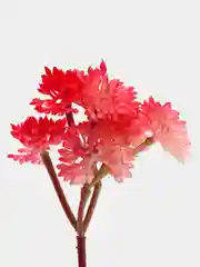 Конфетный суккуленты