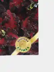 Колеус "Блэк драгон", семена