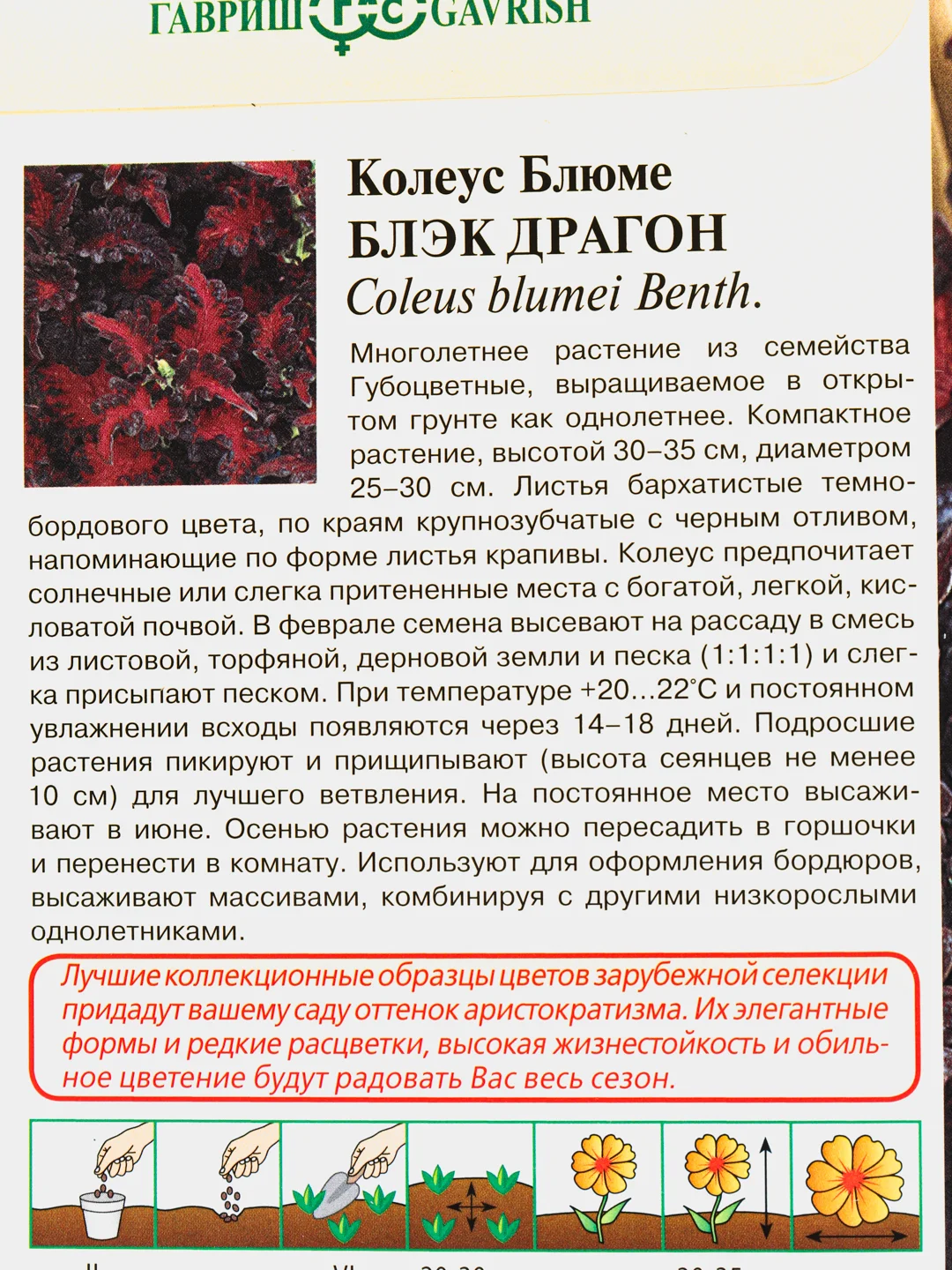 Колеус "Блэк драгон", семена