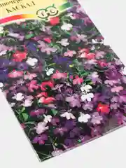 Семена Лобелия длинночерешковая "Каскад"