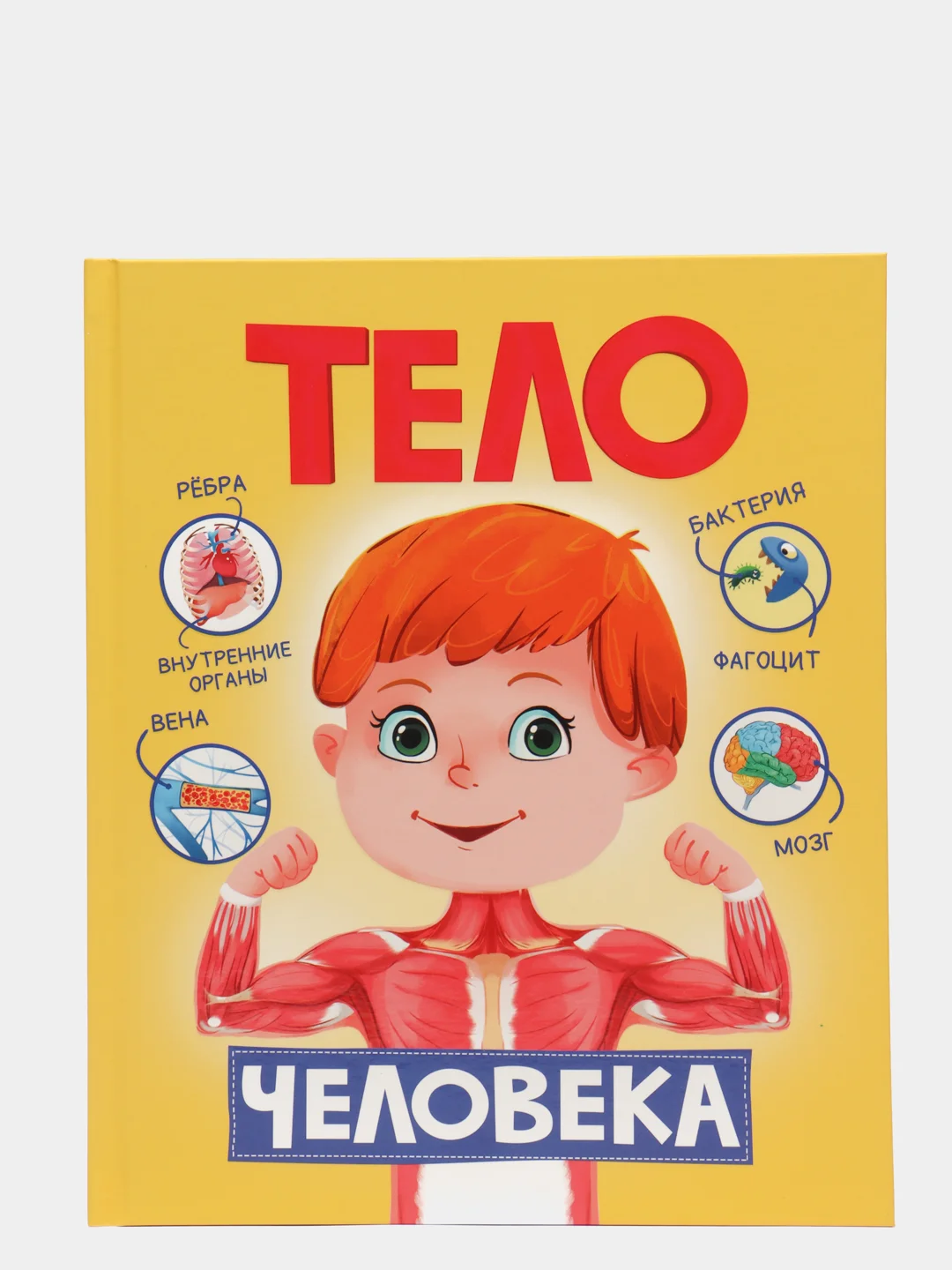 Книга для детей "Тело человека", Проф-Пресс