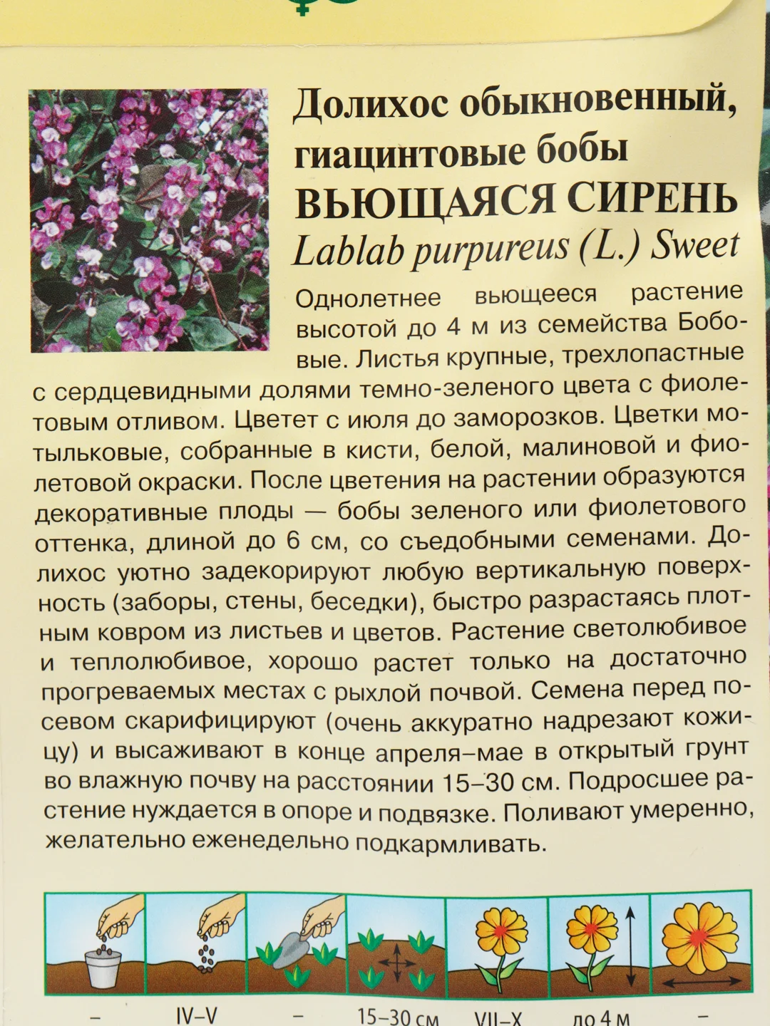 Долихос Гиацинтовые бобы вьющаяся сирень (семена,цветы)