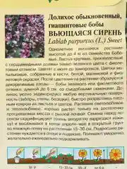 Долихос Гиацинтовые бобы вьющаяся сирень (семена,цветы)