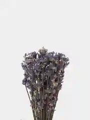 Лавандовый лаванда крымская, сухоцвет