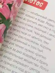 Обучающие книги "Овощи, Цветы, Природные явления, Деревья, Ягоды, Фрукты"
