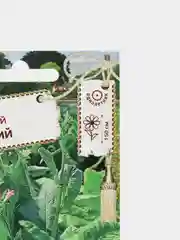 Семена Табак курительный "Кубинский"