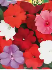 Семена Бальзамин Уоллера "Тропический" смесь