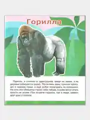 Животные саванны, Животные джунглей. Комплект из 2 книг для детского сада